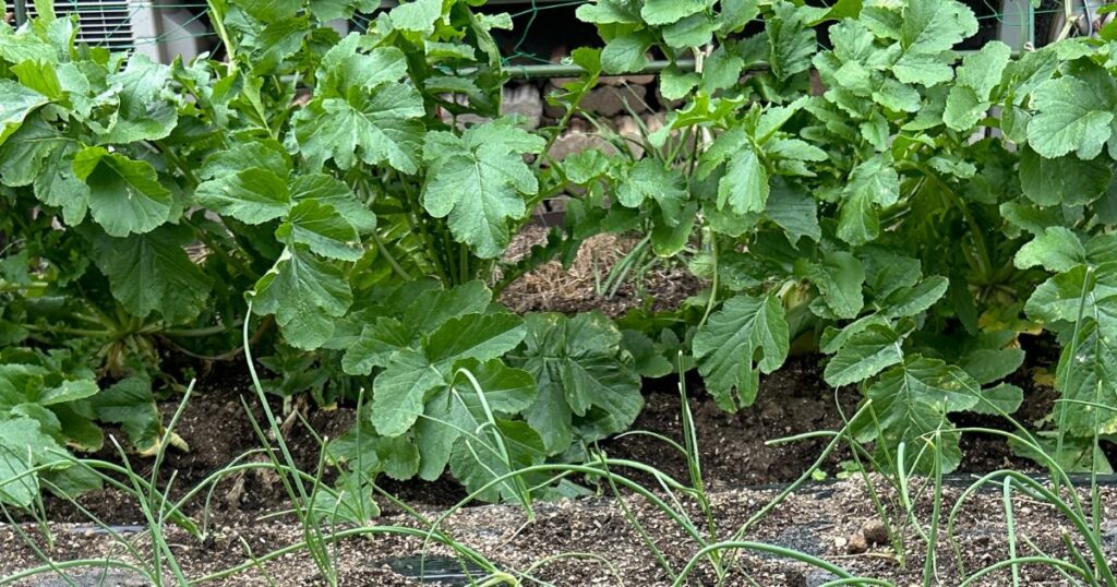 家庭菜園の土作りを一坪で始める野菜づくり