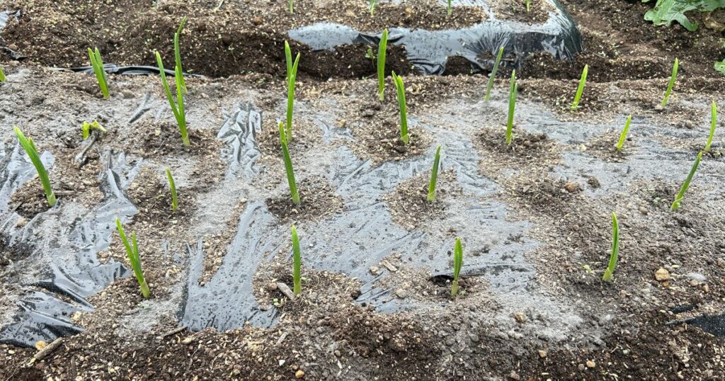 小規模菜園での連作障害を防ぐための工夫