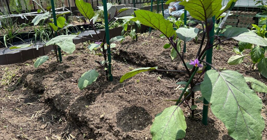 圧倒的な微生物量とその効果
