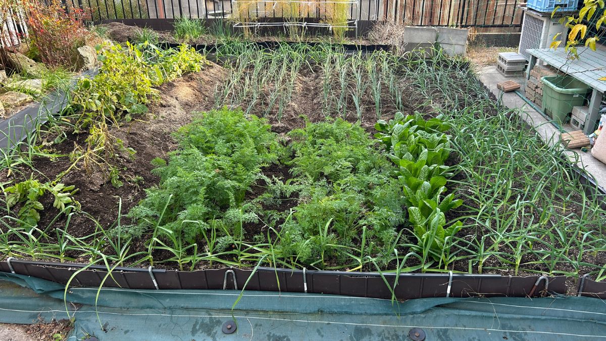 おーしん菜園での連作成功実例