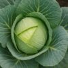 キャベツを植える時期はいつ？初心者向け完全ガイド