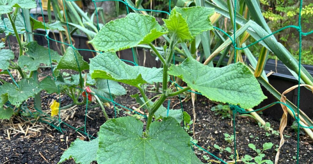 きゅうり苗を植える時期と育て方の基本