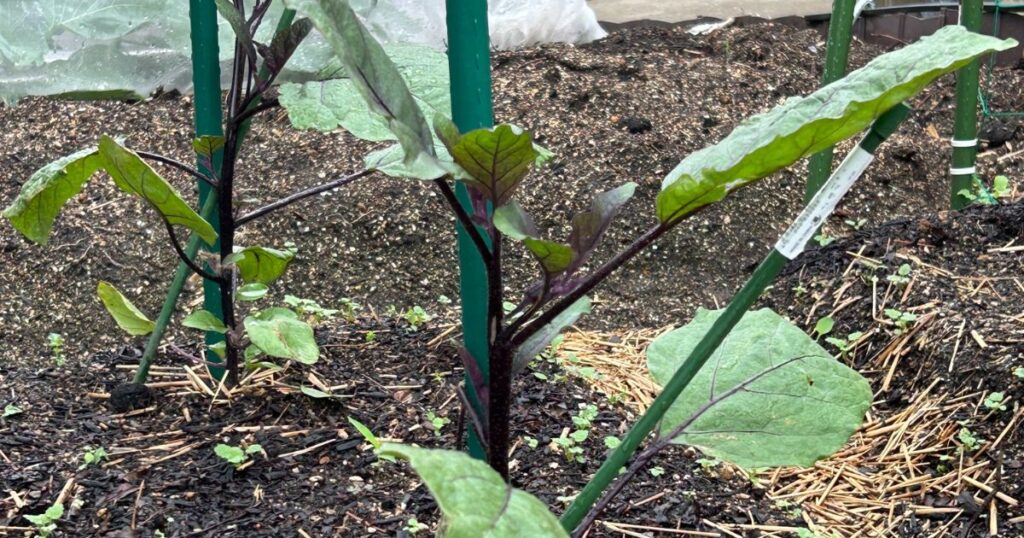 ナスの植える時期と気温の目安を解説