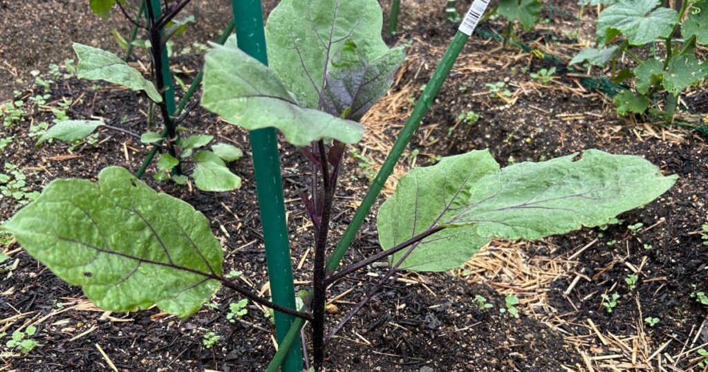 ナスの植える時期とその後の管理法