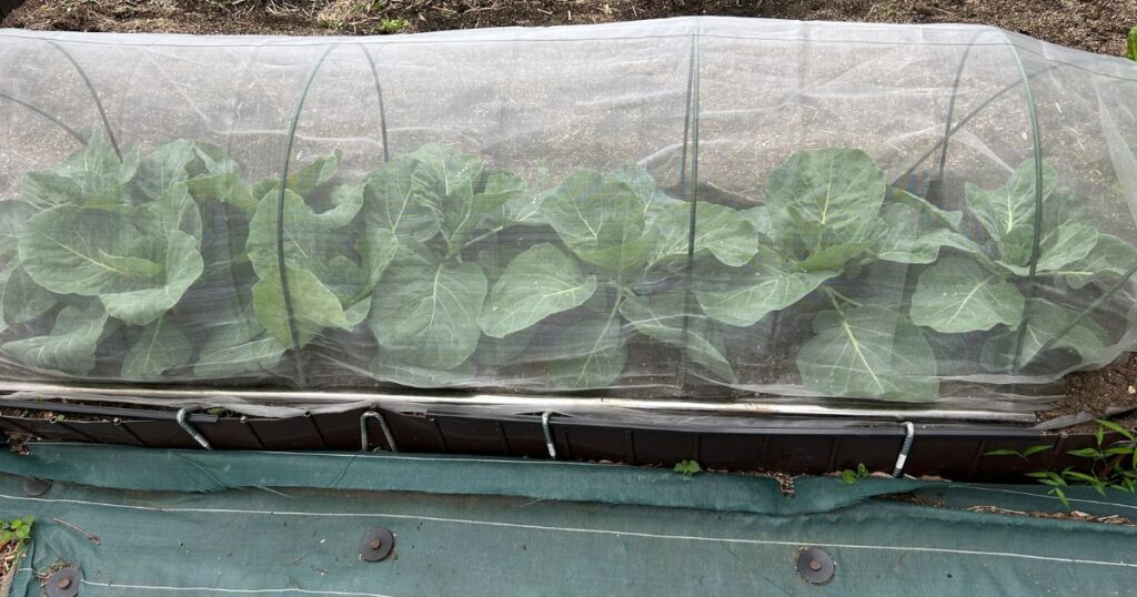 花ごころ フルボ酸の使い方とその実践方法