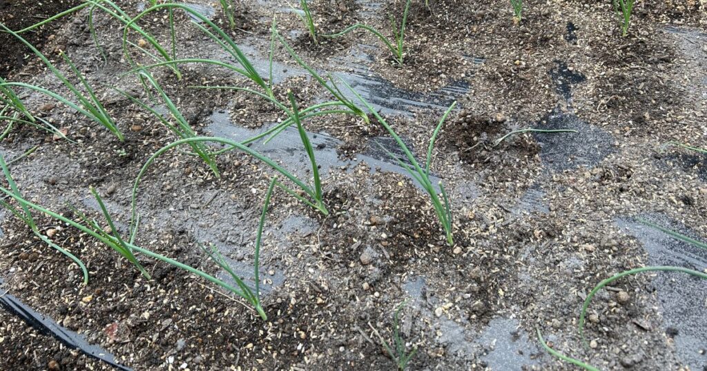 なぜ?玉ねぎの苗を太くする方法が知りたいあなたへ