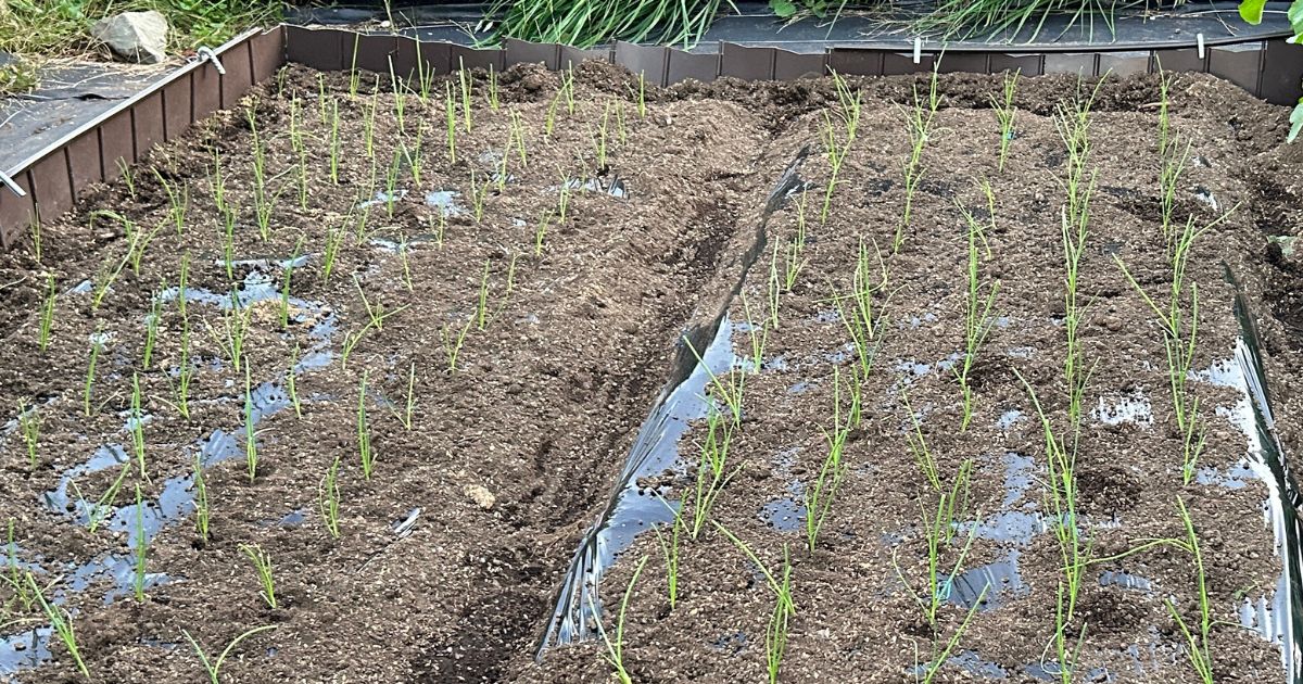 玉ねぎの苗を太くする方法とは？元気な苗の育て方完全ガイド