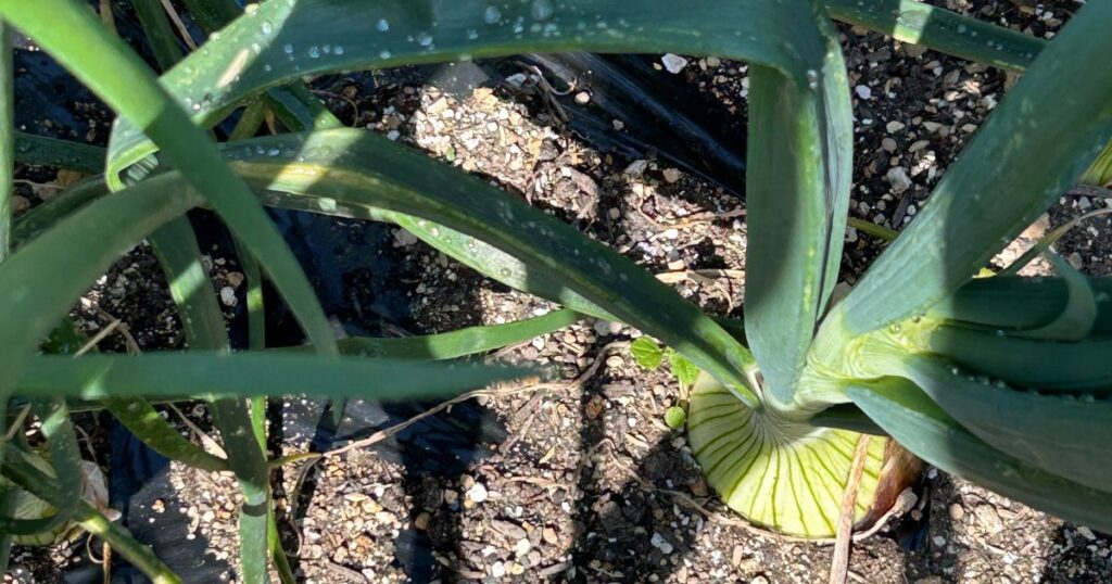 玉ねぎ栽培で肥料に鶏糞を正しく使うコツ