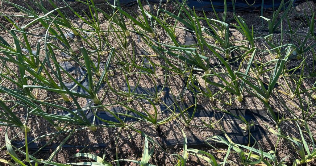 失敗しないための鶏糞の量の目安