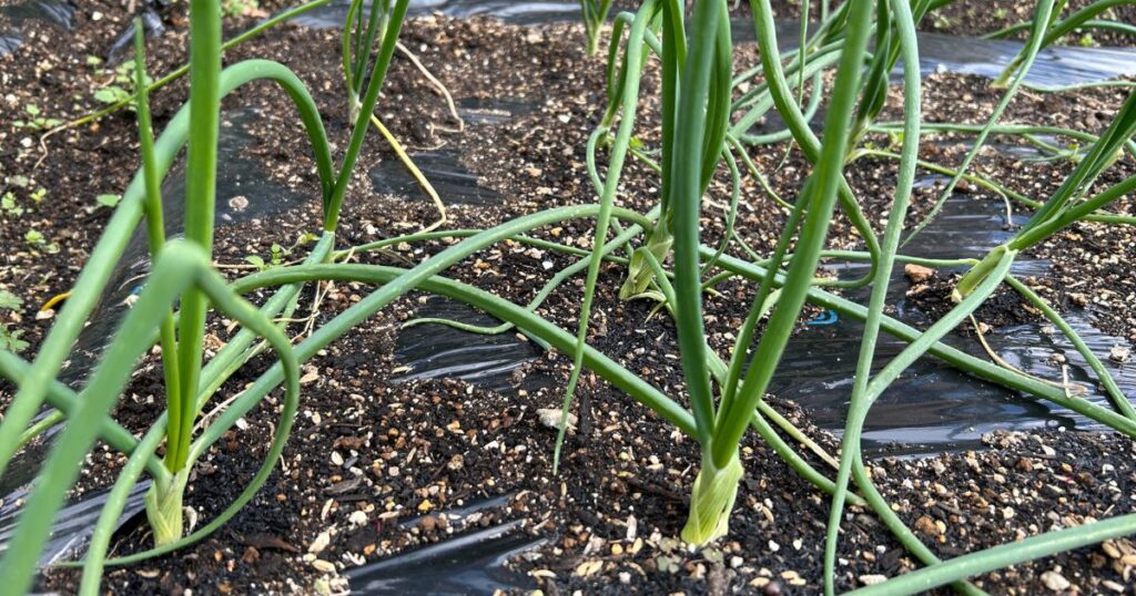 追肥で化成肥料を使う場合との比較