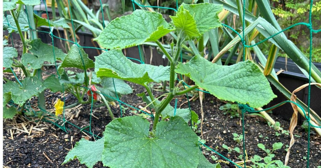 基本的なきゅうりの育て方と摘芯の目的