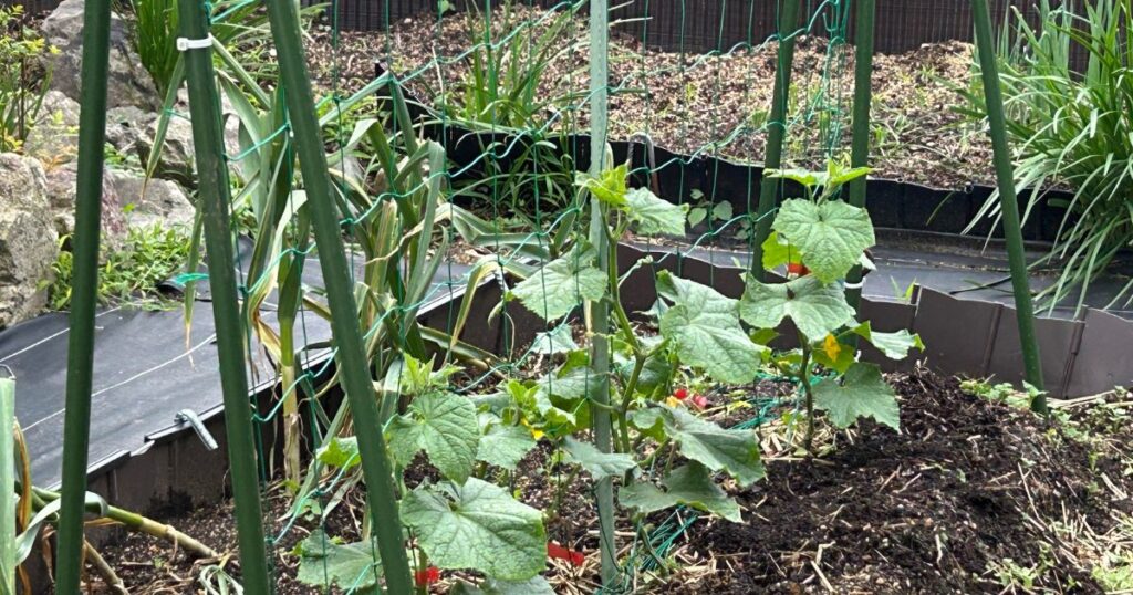 収量を上げるきゅうりの育て方と摘芯のコツ