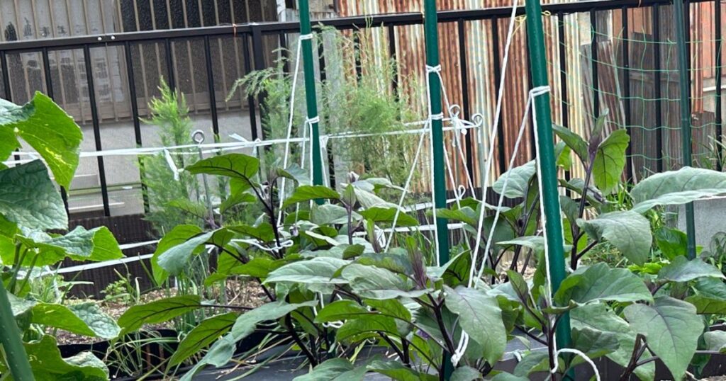 ナスの初期剪定はいつ、どうやるのか