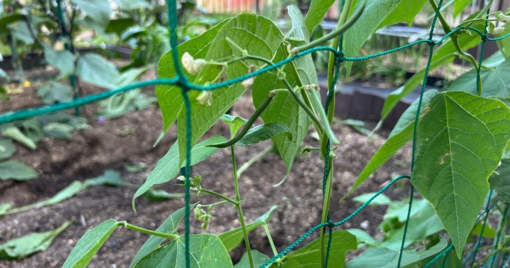 つるありインゲン栽培の摘心と収穫のコツ