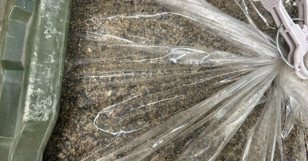 気になるウジ虫の発生原因と対策