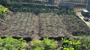 玉葱の植え付け時期は？関東や関西など中間地のベストなタイミング