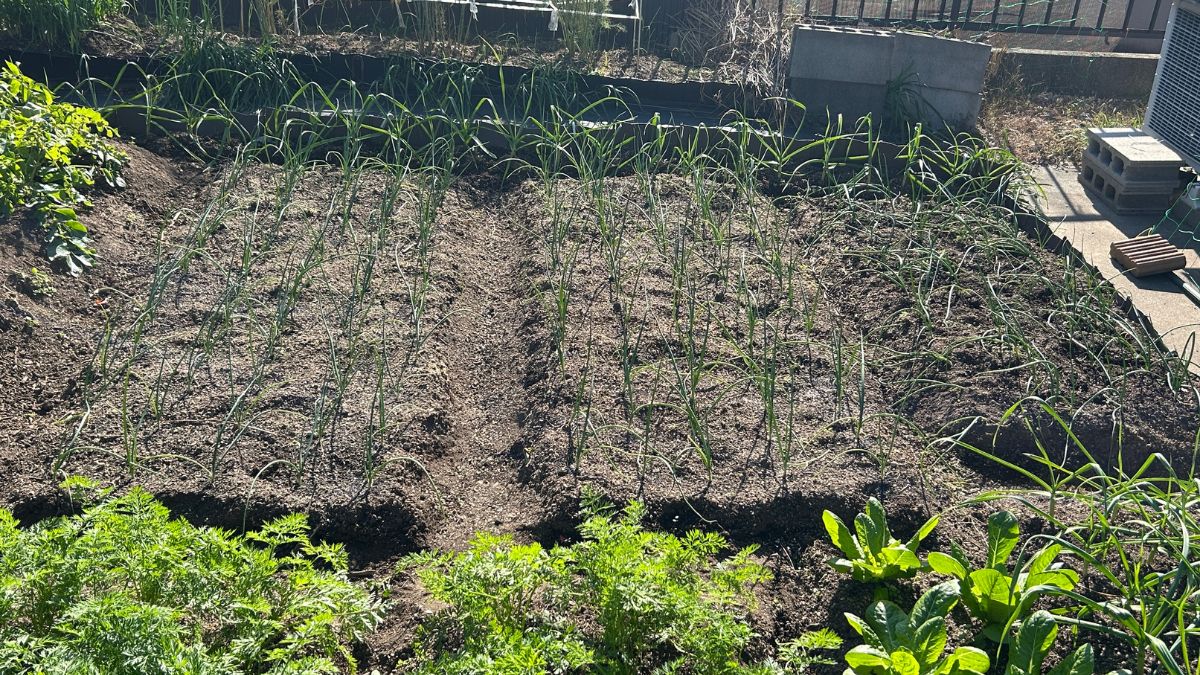 玉葱の植え付け時期は？関東や関西など中間地のベストなタイミング