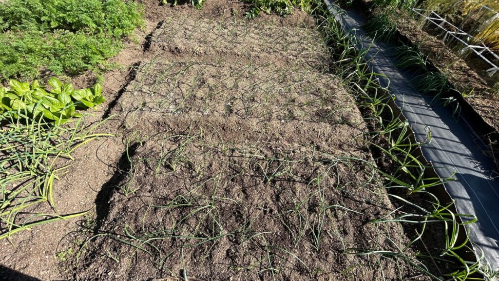 関東から関西の玉葱の植え付け時期