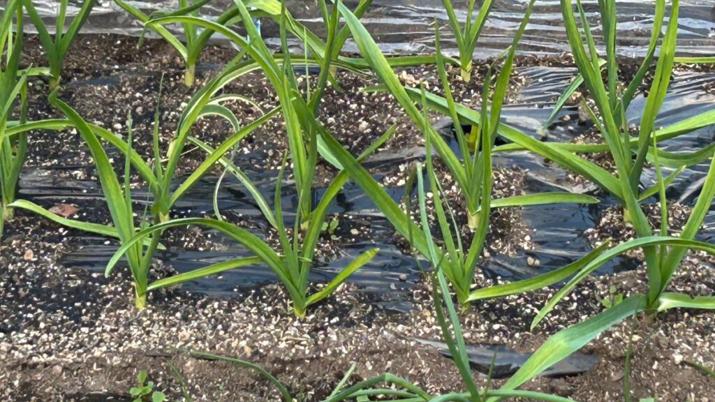 芽が出たあとの芽かきと追肥の重要性