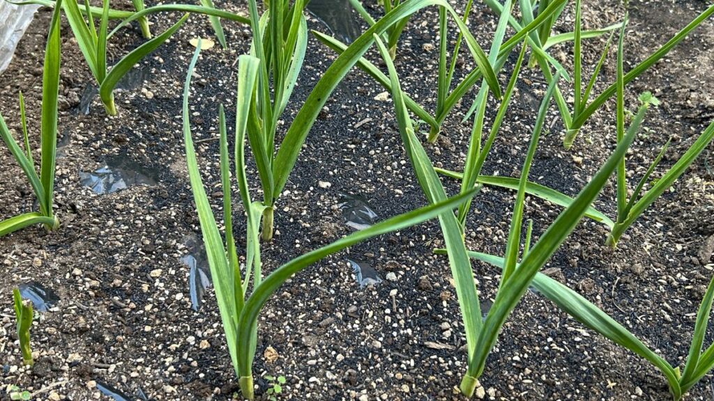 にんにくをそのまま植えるのはNG？スーパーや皮ごとの正解手順