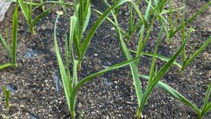 にんにくをそのまま植えるのはNG？スーパーや皮ごとの正解手順