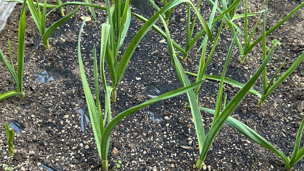 にんにくをそのまま植えるのはNG？スーパーや皮ごとの正解手順