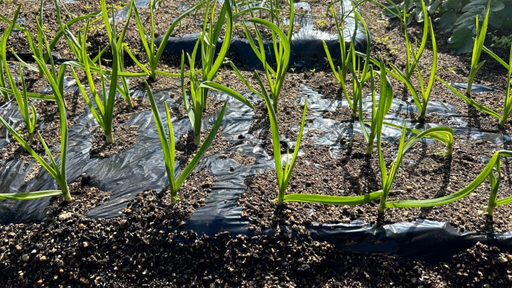 にんにくをそのまま植えるための手順と管理のコツ