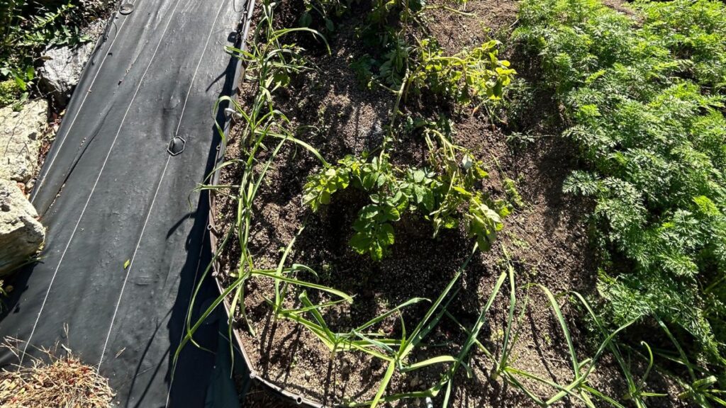 尖った方を上にする向きで植え付ける