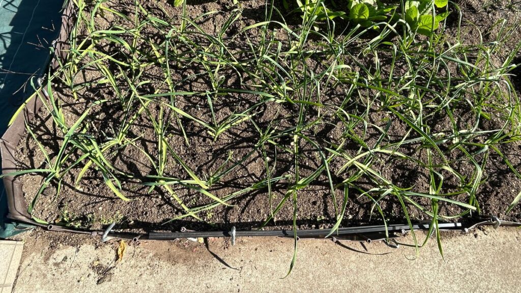 薄皮を剥かずに皮ごと植えるのが正解