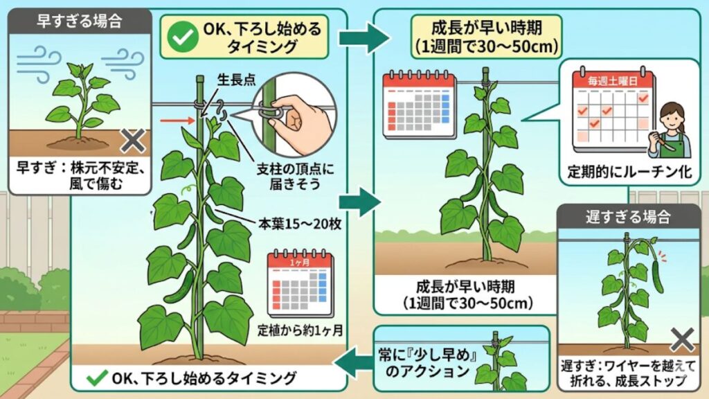 つるを下ろし始める時期と成長の判断