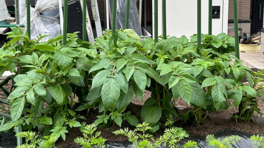 紐の結び方が肝心のジャガイモの垂直栽培での誘引技術