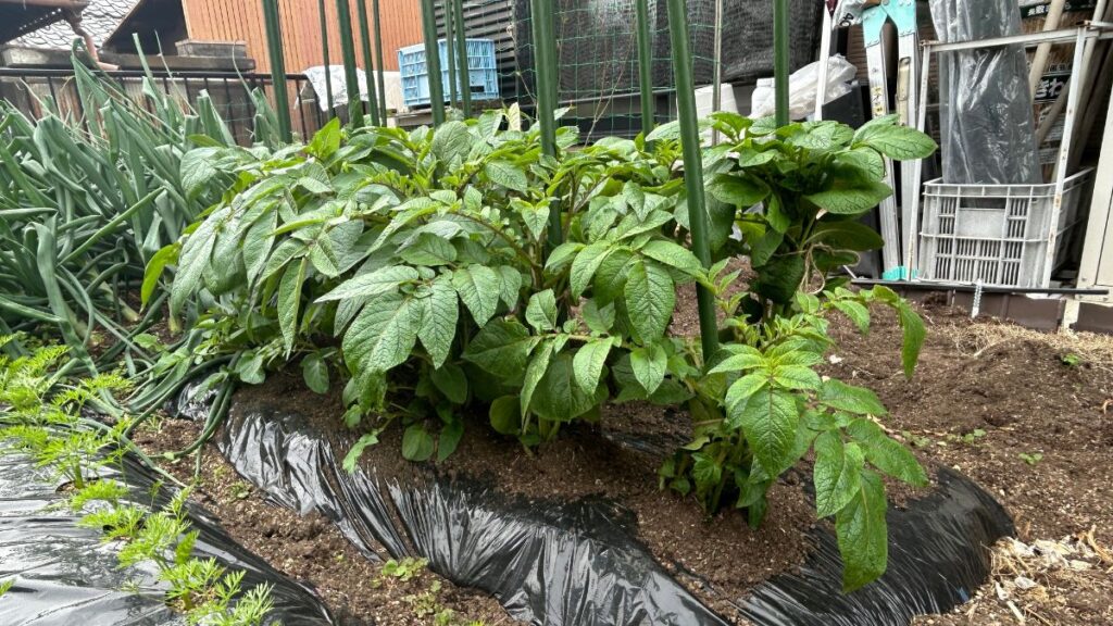 実践！ジャガイモの垂直栽培を成功させる具体的な手順