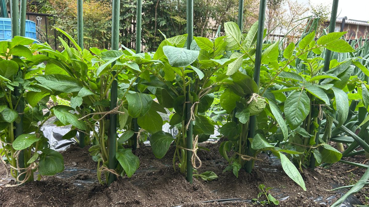 ジャガイモの垂直栽培で収穫量アップ！道法流の極意を徹底解説