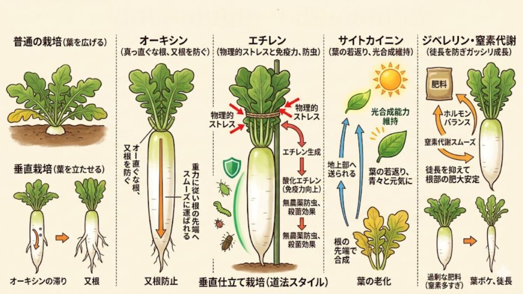 ダイコンの垂直栽培で育つ仕組みと植物ホルモンの効果