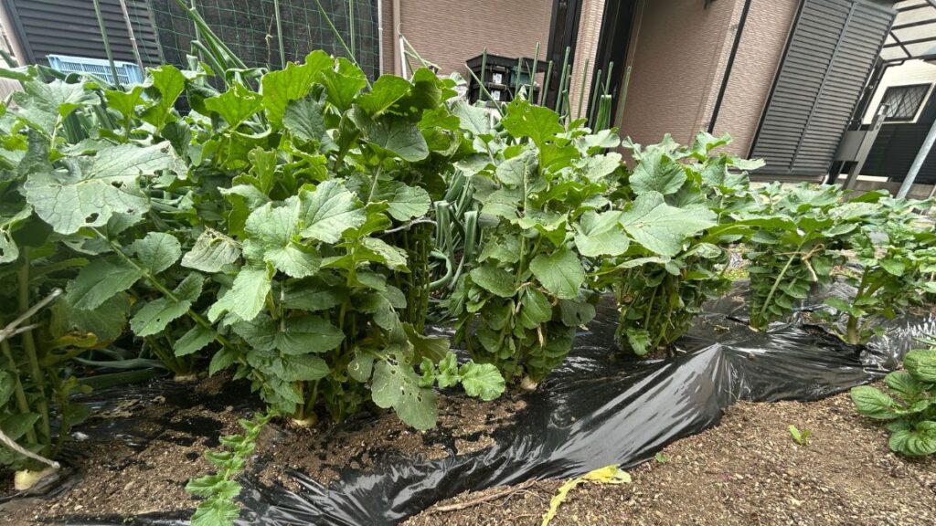 ダイコンの垂直栽培を成功させる管理の方法