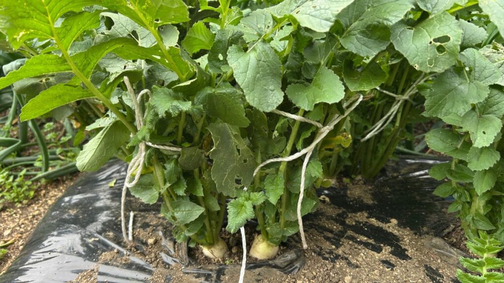 自然の力を引き出すダイコンの垂直栽培で豊かな実りを