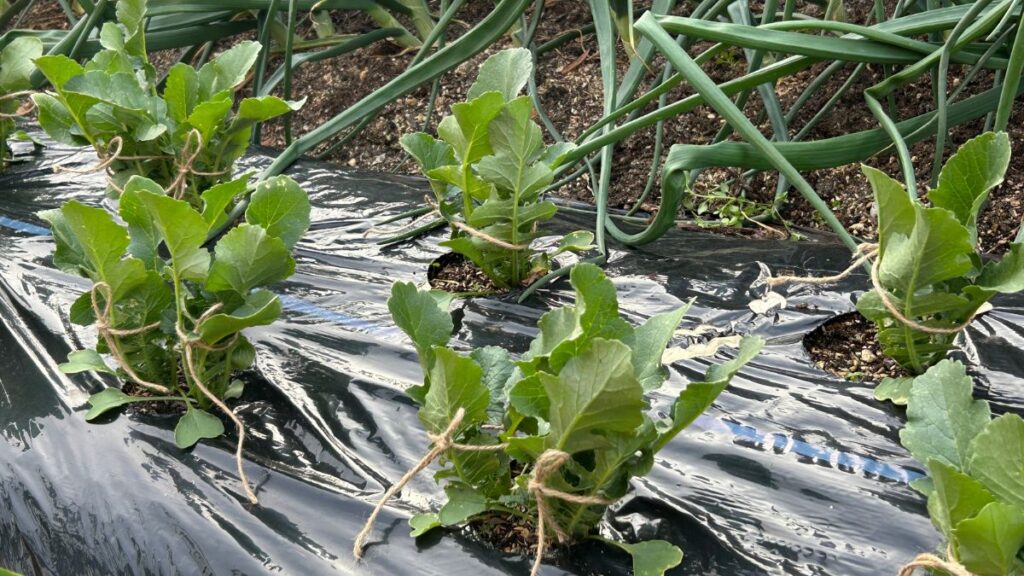 株間15センチの密植栽培で甘く柔らかい個体を作る方法