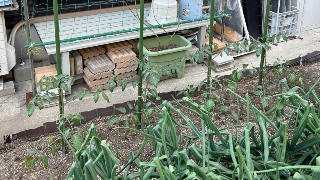 実践トマトの垂直栽培を成功させるやり方と管理のコツ