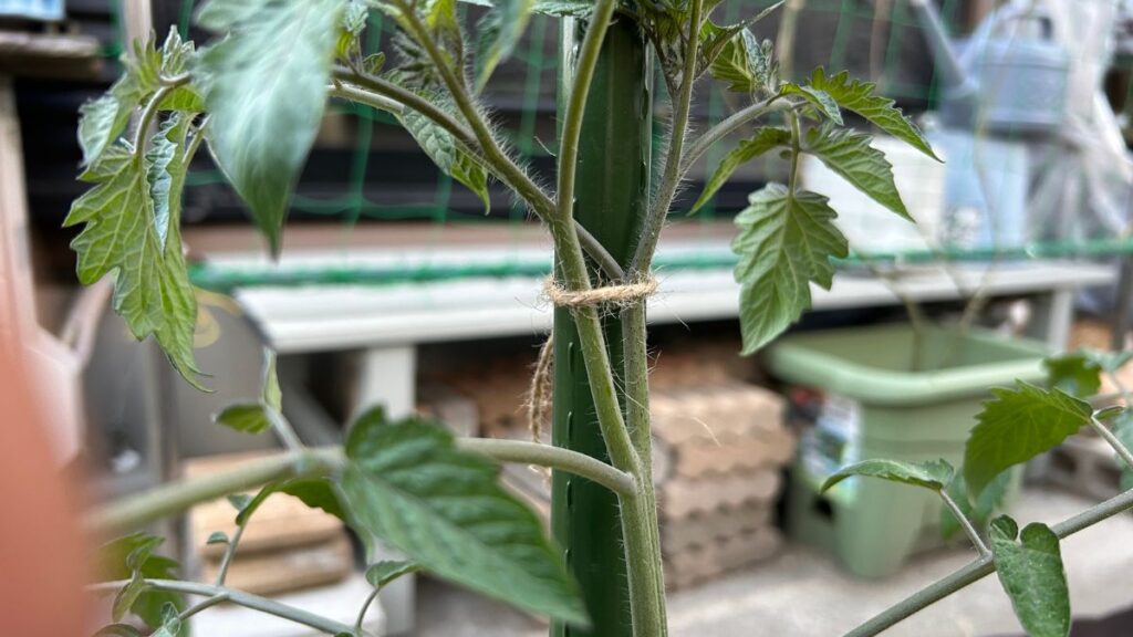 麻紐を使った正しい縛り方と茎を傷めない固定の技術