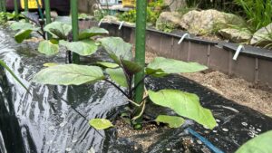 ナスの垂直栽培で収穫量アップ！道法流のコツと管理法を解説