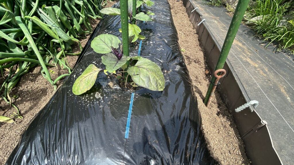 ナスを垂直栽培で育てるメリットと驚きの収穫理論