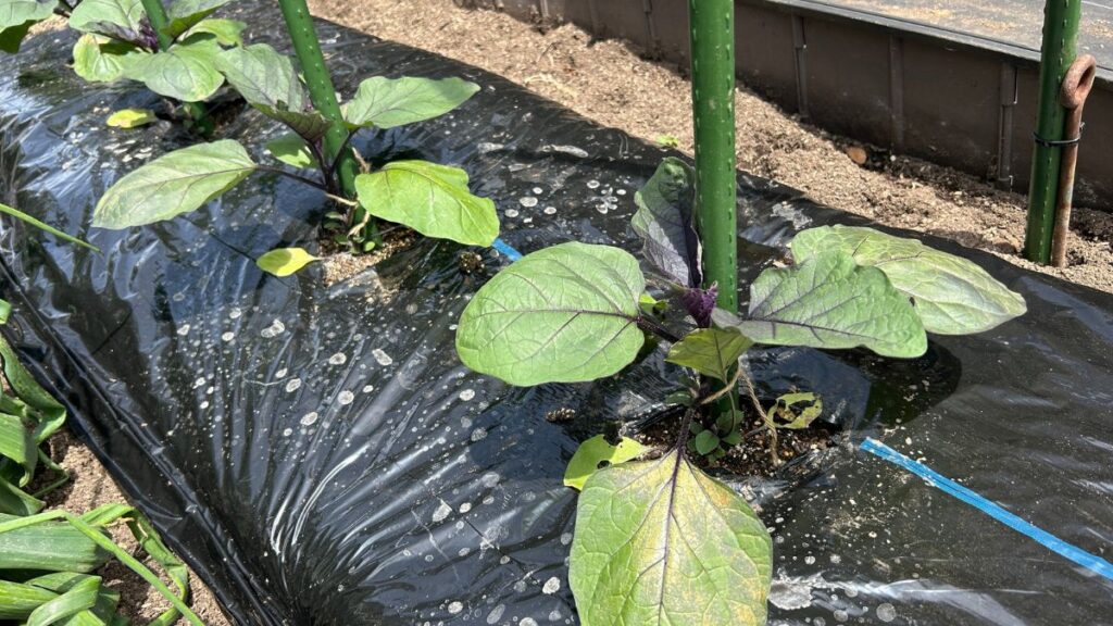 ナスの垂直栽培を成功させる実践的な管理と失敗対策