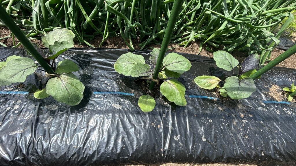 持続可能な農業を支えるナスの垂直栽培のまとめ