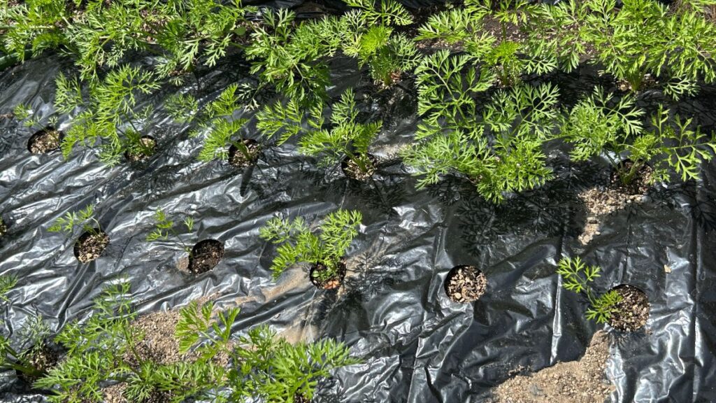 ニンジンの垂直栽培で収穫量アップ！道法スタイルの秘訣と育て方