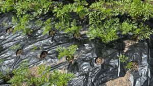 ニンジンの垂直栽培で収穫量アップ！道法スタイルの秘訣と育て方