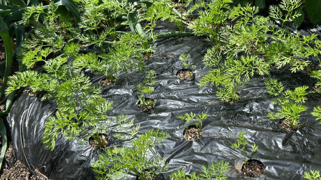 密植と高畝の相乗効果で省スペース栽培を実現する