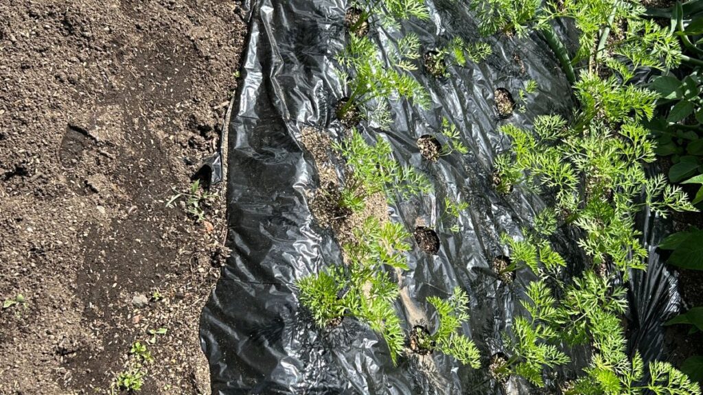 ニンジンの垂直栽培を成功させるための具体的な実践手順