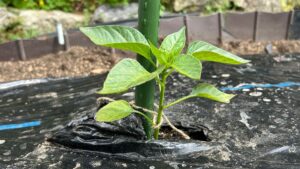 ピーマンの垂直栽培完全ガイド！道法流のやり方やメリット・失敗対策