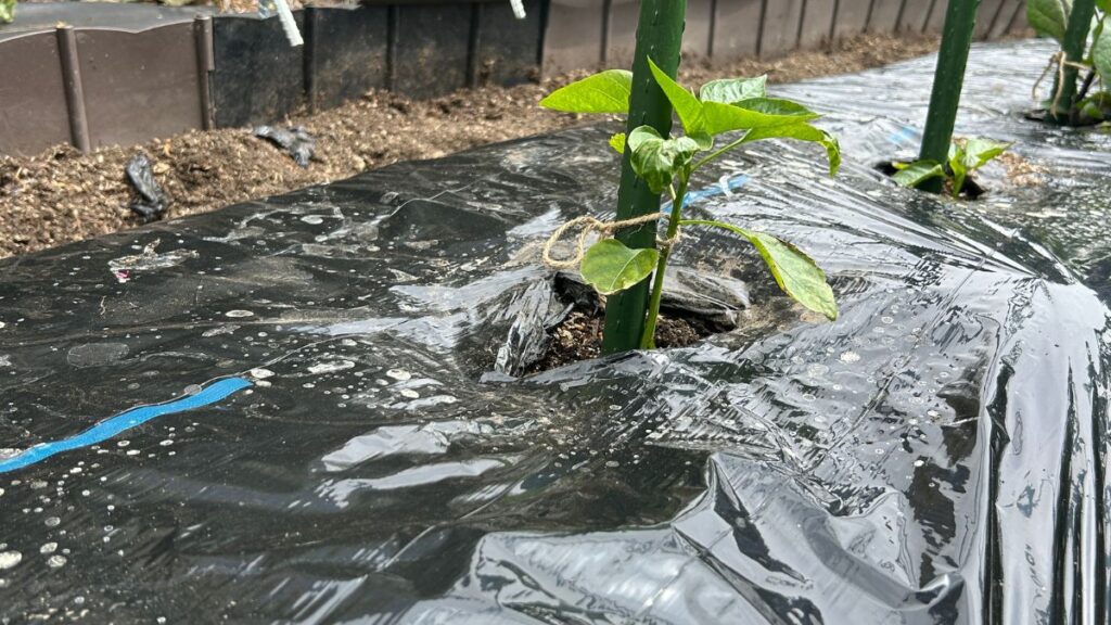 ピーマンの垂直栽培が持つ驚きのメリットと生理学