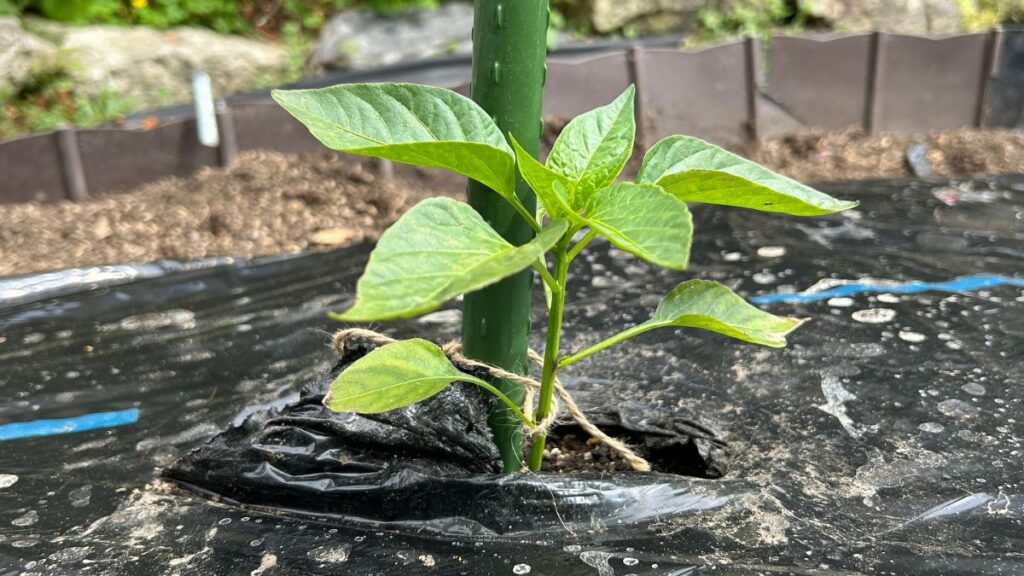 ピーマンの垂直栽培で失敗を避ける育て方の手順